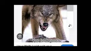 i thort i was a wolf but i am a cayody
