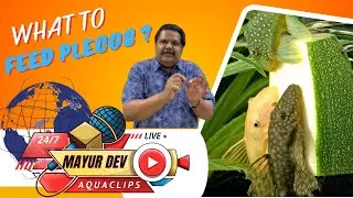 What to Feed Plecos? | All about Pleco Fish Care |Mayur Dev Aquascaper