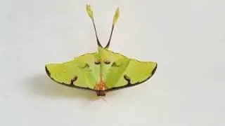 African moon moth