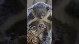 Just wanted to say Hi!  #Koalas have pouches! 🐨 #animals #koala #australia #koalabear #wildlife #fyp