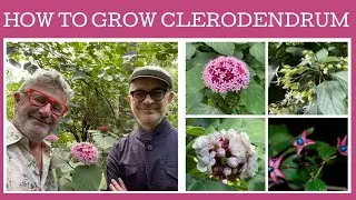 How to grow non tropical Clerodendrums: Stephen has three cold tolerant types so lets take a look.