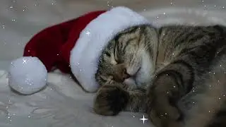 10 Hours of Cat Purring And  Rain Sounds | Clever Cat Corner