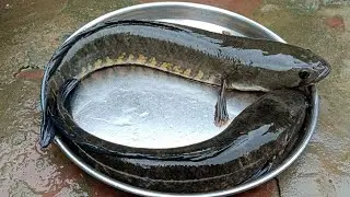 देशी मछ्ली की रेसिपी ll देसी गांव में मिलने वाली मछली की रेसिपी बिल्कुल आसान तरीका ll fish cutting