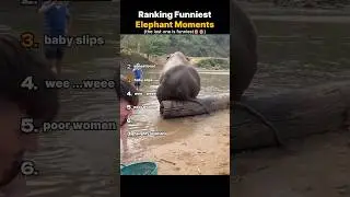 Ranking Funniest Elephant Moments