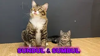 CERITA SUMBUL DAN SUNDUL SERTA ANU YANG SEDANG DI ISOLASI DEMI KESEMBUHANNYA