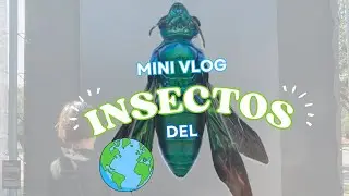 Conociendo insectos de todo el mundo en Fundidora 🪲🐞🦋