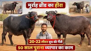 20 से 22 लीटर दूध 💥 8 भैंसें बिकाऊ। हरियाणा की शान, शुद्ध मुर्राह। Top Breed Murrah Buffalos Sale