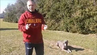 TUTORIAL: COME CORREGGERE IL CANE CHE TIRA AL GUINZAGLIO!