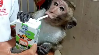 Monkey Zilong Sweeting with Dad Drinking Milk