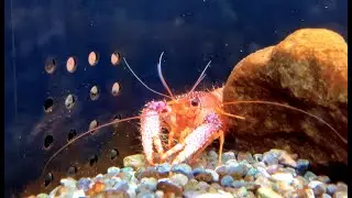 ショウグンエビ　Red reef lobster，Hairy lobster　Enoplometopus occidentalis