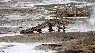 Crocodile Walking
