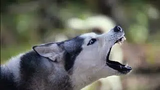 Hundebellen, Bellender hund sound, Hunde bellen