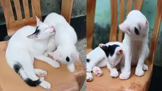 A Day of My Cat-Life | Cat Life Vlog
