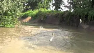 Asian Carp jumping 3b