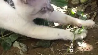 Pryna Playing Tag with a Lizard