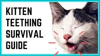 Kitten Teething: Timeline, Symptoms, How to Help!