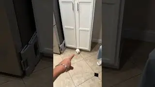 a rat! #meme