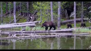 Beryl Springs Grizzly