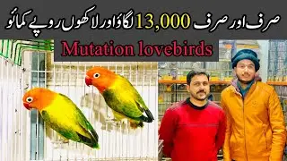 euwing opaline lovebird price || Lovebirds new price update || college road rawalpindi birds market