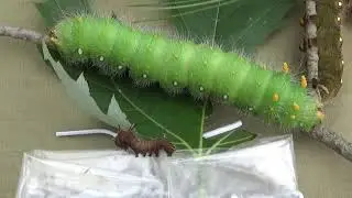 Imperial Moth Caterpillar Size Comparison (Early 2nd vs Late 5th Instars)