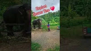 Shower Time &hearts;️ #thailand #elephant #shower #water
