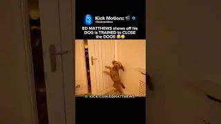 ED MATTHEWS trained his DOG to CLOSE the DOOR 😂 #edmatthews #dog #cat #hstikkytokky #dogtraining