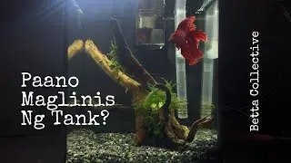 Fry Chronicles: Paano maglinis ng tank? || Betta Collective #bcfrychronicles