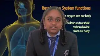 How do your lungs work