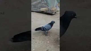 Сизий нар сотилади учма кабутар