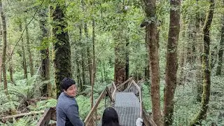 Mount Donna Buang Rainforest Gallery / Rainforest Walk
