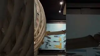 Blue Whale Fossil Senckenberg Museum
