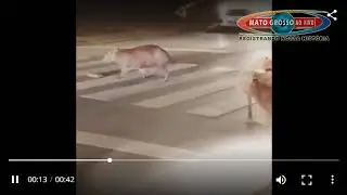 Capivaras de Cuiab&aacute; s&atilde;o filmadas atravessando avenida na faixa de pedestres