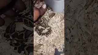 Burmese python handling tips and tricks.