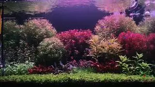 how to trim rotala