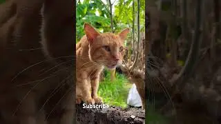 Stray Cat In The Philippines