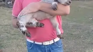 El hijo de oscar la oveja