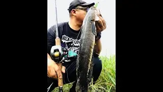 STORM SX- SOFT SERPENTINO FROG LURE VS SNAKEHEAD FISH : HOW TO CATCH SNAKEHEAD FISH
