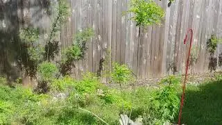 How to Stake A Tree