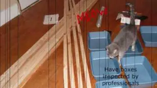 How to build a mouse breeding rack