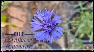 Time Lapse || Centaurea cyanus || Flower Blooming || Centaurea cyanus Time Lapse