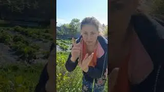 поливалка в работе #дача #клубника # поливалка