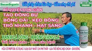 Cho lúa Trổ bông dài - Kẹo bông sáng hạt - Lúa khỏe, nhẹ phân ít sâu bệnh sử dụng Hữu cơ Đức An