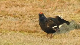 Black Grouse. Denbighshire, April 25 @southliverpoolbirder#ukwildlife #wildlife #grouse #wales