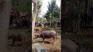 Tana Toraja(Mr.Arru Toraja Guide WA/PHONE:+6285299235999)