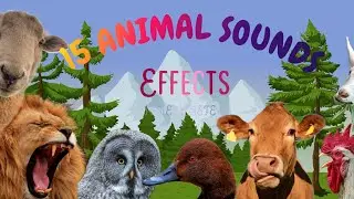 15 Animals sound effects | Animals sounds for kids |