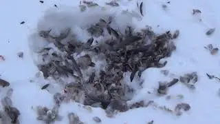 Falcon vs  Dove 2014
