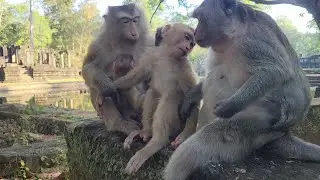 Time to relax of sweet family of Monkeys Rose in the morning!