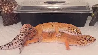 Understanding leopard gecko GENETICS+BREEDING