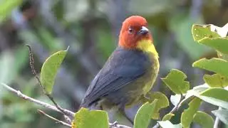 TEPUI BRUSHFINCH!Atlapetes personatus singing in RORAIMA TEPUI! Venezuela!