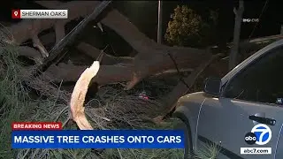 Massive tree falls, crushes parked cars in Sherman Oaks